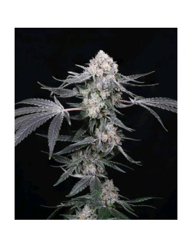 Compound Genetics High Society 5 Semi Fem