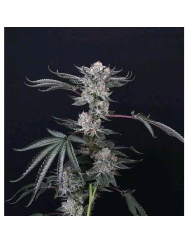 Compound Genetics Luxar Dos 5 Semi Fem