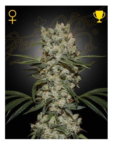 Acquista Green House Seeds Super Silver Haze Femminizzata - 1 Seme di alta qualità per coltivazioni indoor e outdoor