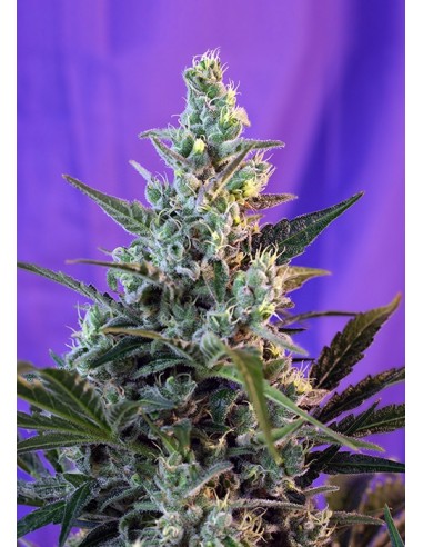 Sweet Seeds - Sweet Skunk Auto - 3 Semi + 1 Gratis