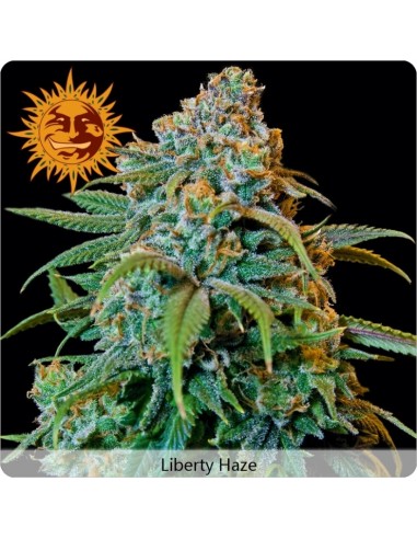 Barney's Farm - Liberty Haze - 1 Seme Femm