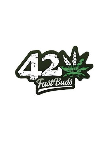 Gelato di Fast Buds [Semi Cannabis Autofiorenti]