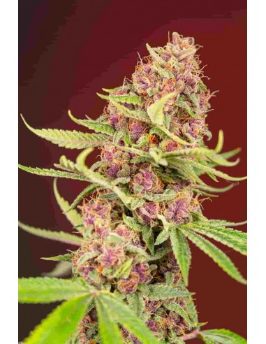 Sweet Seeds - Red Mandarine F1 Fast Version- 3 Semi + 1 Gratis