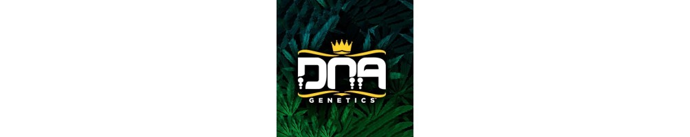 DNA Genetics Regular Seeds