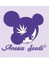 Anesia seeds - Auto